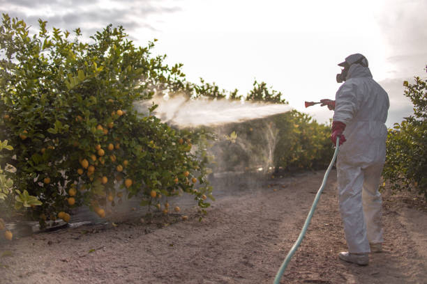 Best Termite Inspection and Treatment  in Nyon Lake, CA